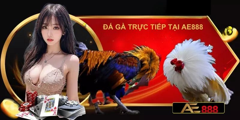 AE888 nhà cái đá gà trực tiếp Thomo uy tín nhất hiện nay