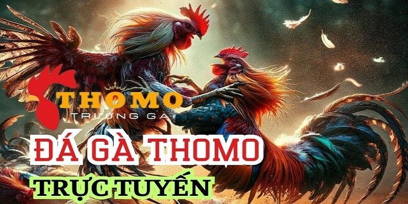 Đá gà trực tiếp Thomo tại nhà cái AE888